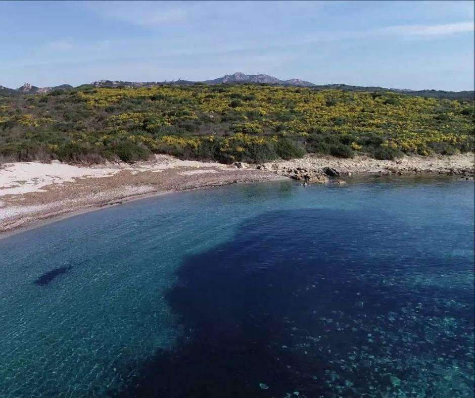 razza di giunco olbia