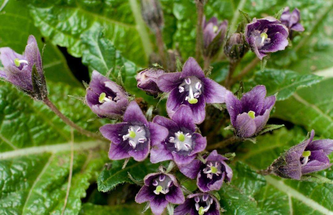 mandragora