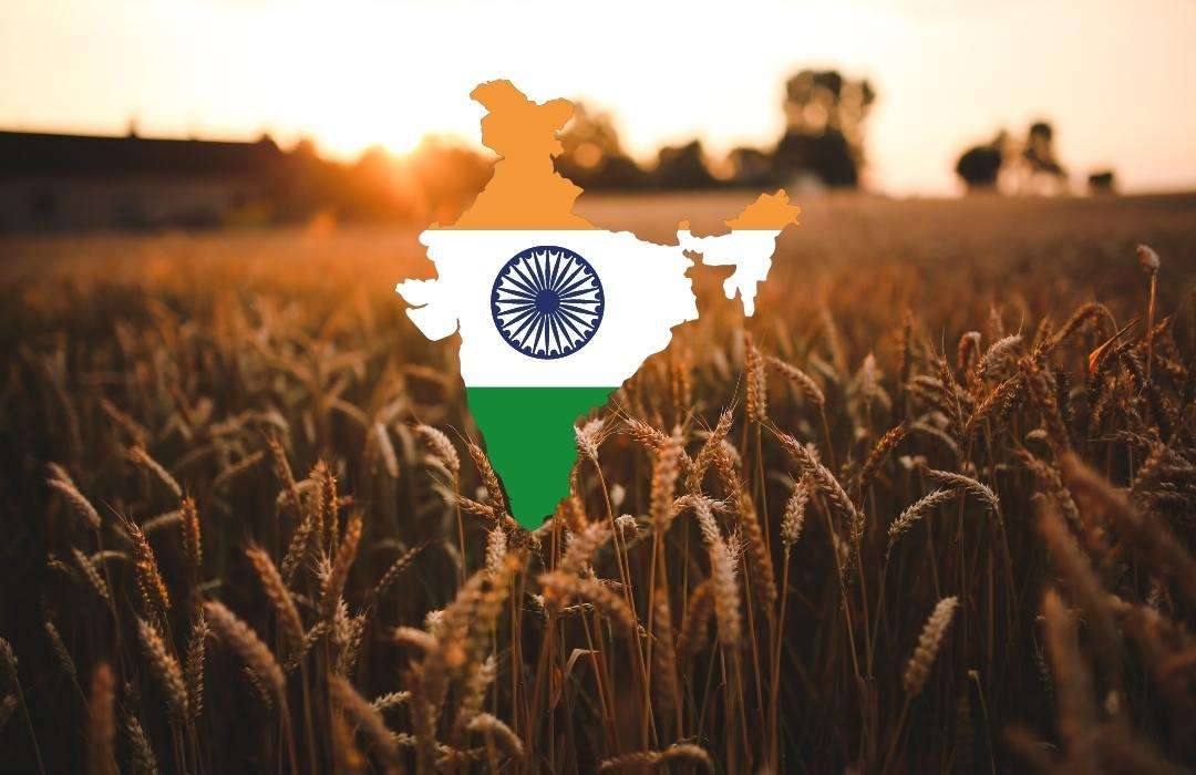 india blocca esportazione di grano