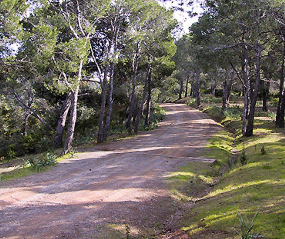 Foresta Campidano