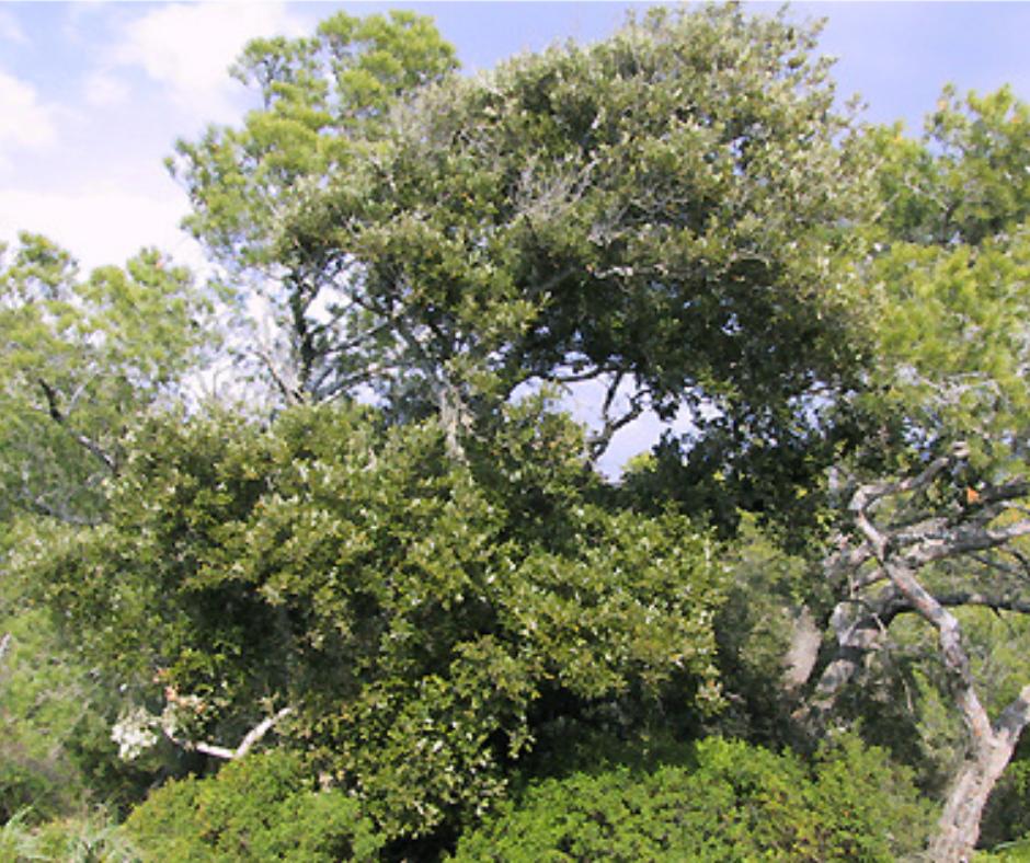 Foresta Campidano