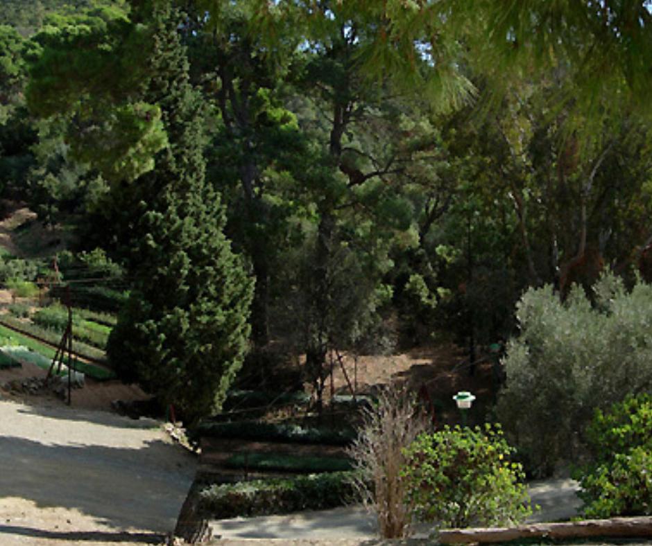 Foresta Campidano