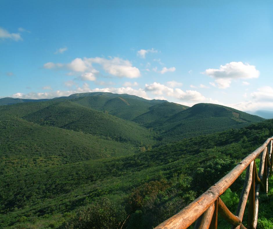Foresta Campidano