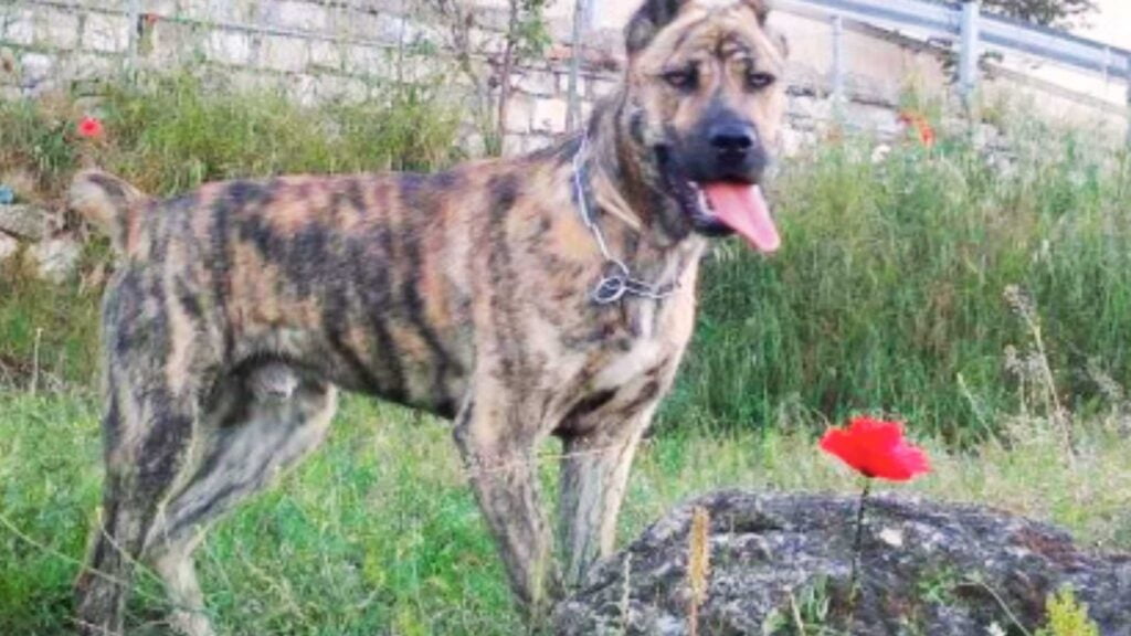 Il Dogo Sardo - Storia e caratteristiche dell'antico cane sardo