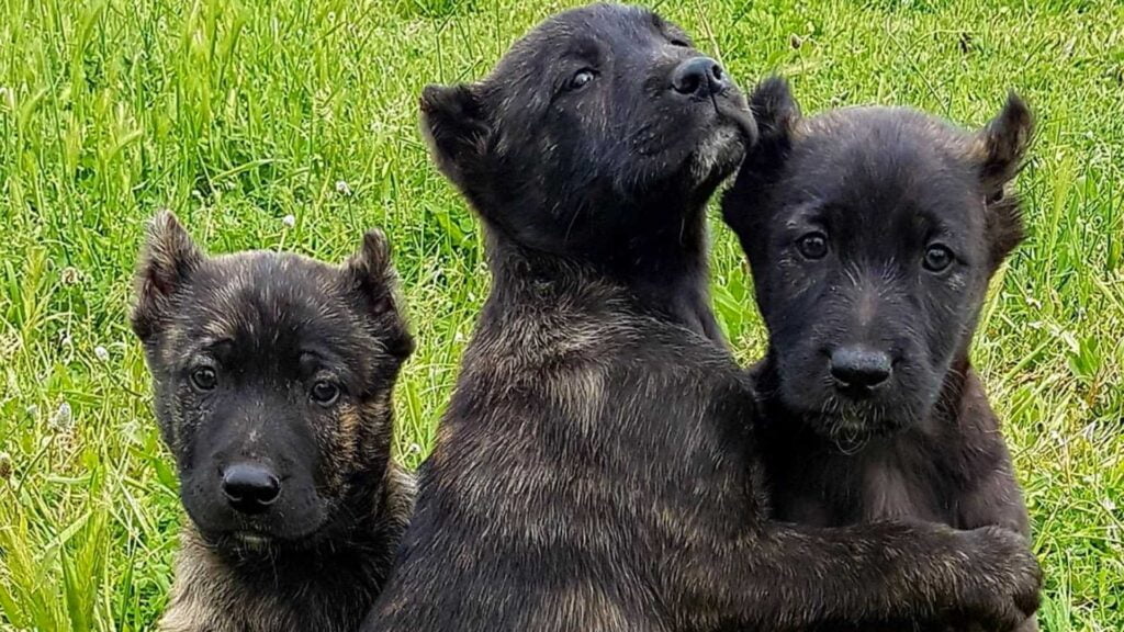 Il Dogo Sardo - Storia e caratteristiche dell'antico cane sardo