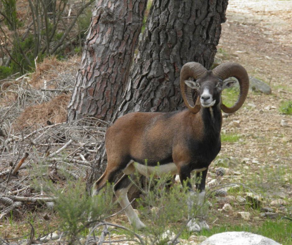 Parco naturale Tepilora