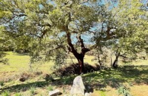 Ai piedi di una sughera l’esatto centro geografico della Sardegna